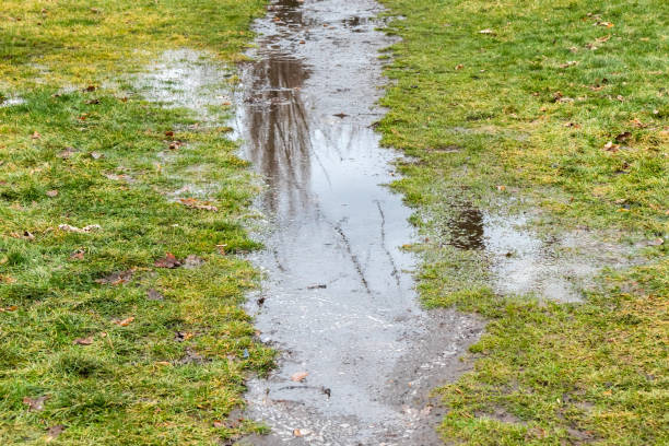 istock Water on a path on a lawn with green grass. Muddy puddle on a hiking trail 2007360222