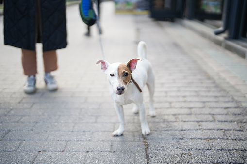 walking your jack russell terrier dog