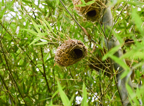 A nest built by a southern masked weaver bird in Zimbabwe