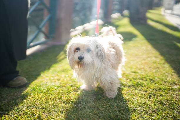 istock Walking Havanese dog in green area 2007381754