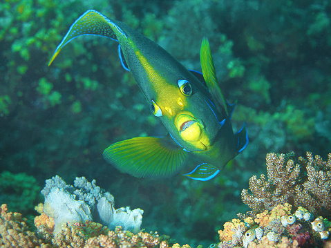 This underwater photography shows an angelfish (Pomacanthus semicirculatus, Semicircle Angelfish) in a picturesque rotation as an underwater motif. The underwater world in the Coral Triangle is colorful and especially its inhabitants. I was able to take this photo while diving at the Tanjung Yembraimuk dive spot in Raja Ampat, West Papua, Indonesia.