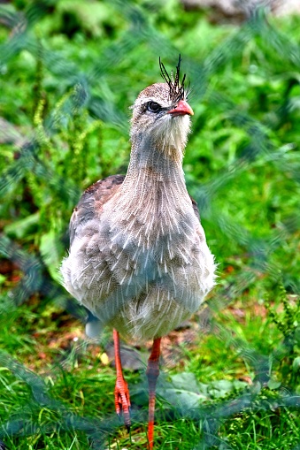 These are wild birds that live in zoo.