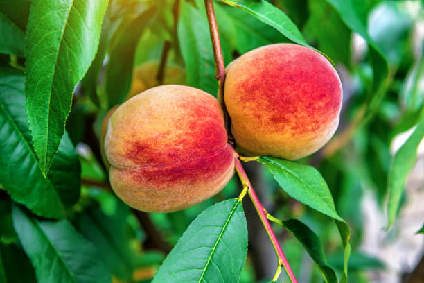 istock Two sweet ripe peaches on the twig 2007397162