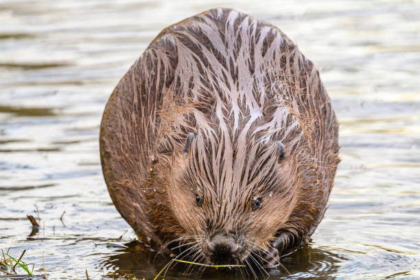 istock Beaver in the wild feeding and cleaing its fur 2007397716