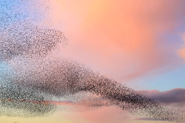 istock Starling murmuration during sunset at the end of the day 2007398810