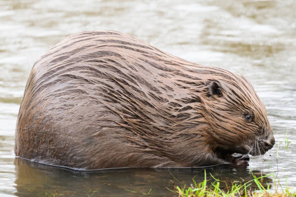 istock Beaver in the wild feeding and cleaing its fur 2007399359