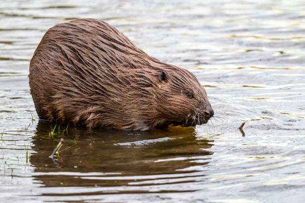 Eurasian beaver (Castor fiber) on the banks of the city canal in the city of Zwolle in Overijssel during a winter morning.