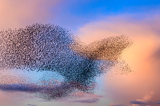 Starling birds murmuration in an cloudy sky during a calm sunset at the end of the day. With a bit of imagination the large group of starlings from the shape of an eagle while they move together in reaction to a bird of prey in the sky. Huge groups of starlings (Sturnidae) in the sky that move in shape-shifting clouds before the night.