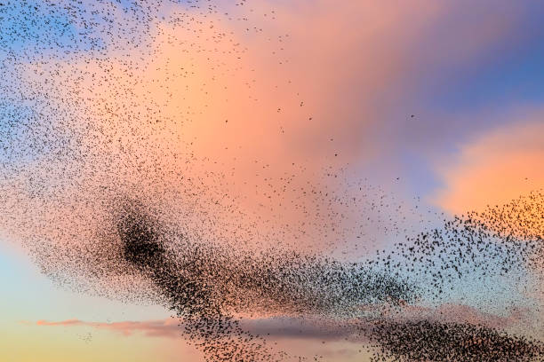 istock Starling murmuration during sunset at the end of the day 2007399900