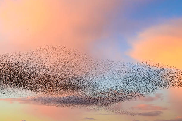 istock Starling murmuration during sunset at the end of the day 2007400413