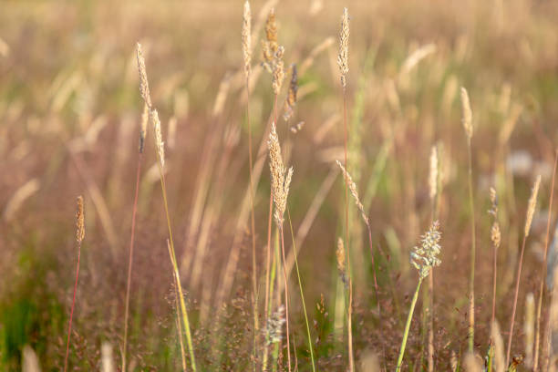 Grasses growing in a meadow, with evening light