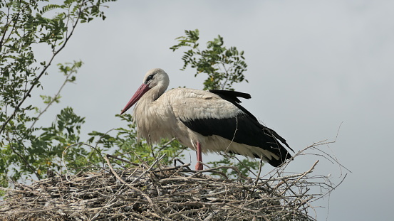 Stork in its nest. Danube Delta