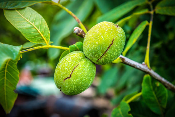 Ripe walnut in green husk on the tree twig