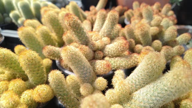 Several cactus plants stacked on a table as groundcover in a landscape event