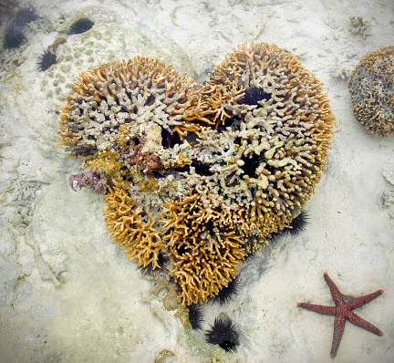 A naturally formed heart shaped coral in the reef around the coast of Zanzibar, Tanzania