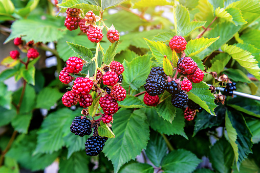 Close up shot of a heap of mulberry fruits.