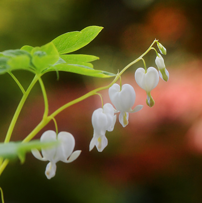 Lamprocapnos spectabilis, is a Chinese plant bearing , heart-shaped flowers with white tip