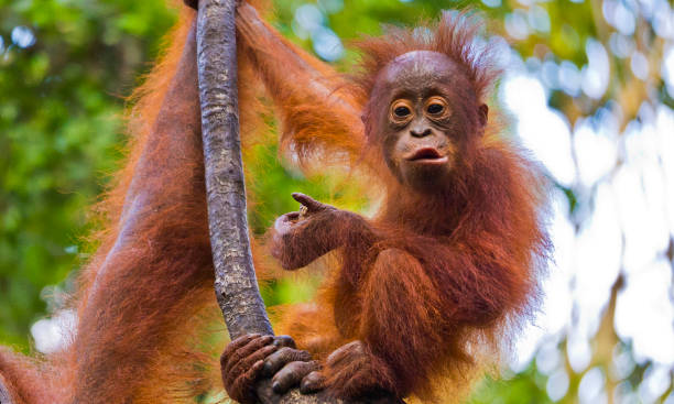 Orangutan, Tanjung Puting National Park, Indonesia