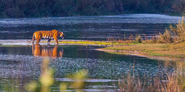 istock Bengal Tiger, Royal Bardia National Park, Nepal 2007430780