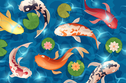 Koi fish background. Water swimming animals in cartoon style exact vector asian fishes template of fish traditional oriental decoration, underwater goldfish illustration