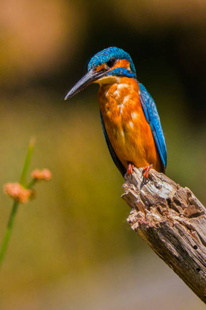 kingfisher, monfragüe national park, spain - bioreserve vertical spain europe stock-fotos und bilder