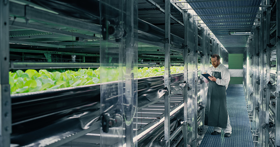 Agricultural Grower Working in a Corridor in a Modern Vertical Farm Facility Next to Rack with Freshly Grown Plants. Hydroponics Technician Using Tablet Computer, Studying and Cultivating Crops