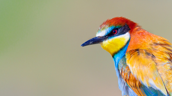 The European bee-eater (Merops apiaster) is a near passerine bird in the bee-eater family, Meropidae.