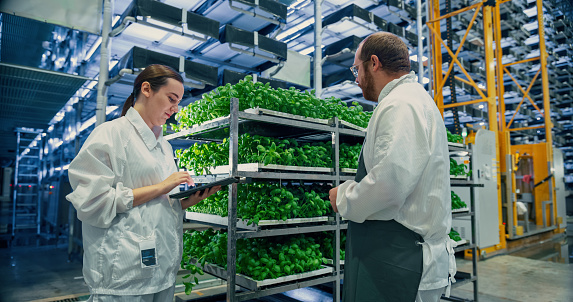 Farmer and Agriculture Engineer Having Conversation at a Vertical Farm, Discussing Basil Leaves Quality Before Packaging and Shipping to Supermarket. Gardener Providing Technical Advice to Colleague