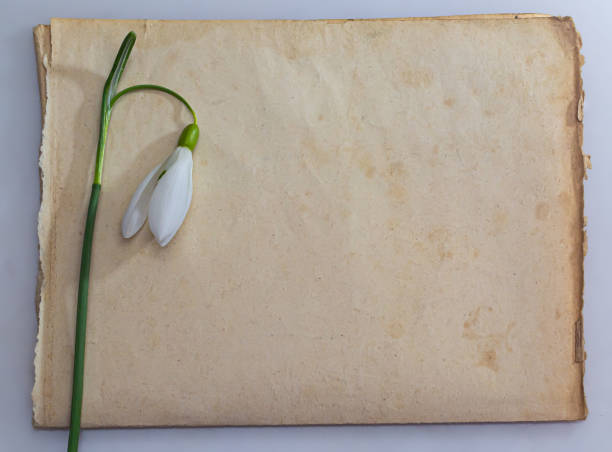 Spring flowers are snowdrops and paper for text background. Copy space, top view. Holiday card. Holiday background.
