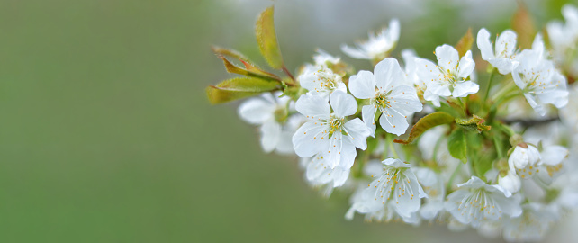 White Cherry blossoms flowers against the background of green nature. Blossoming Cherry branch. Apple blossom on the background of nature. Spring flowers. Springtime. Spring orchard. Fruit tree flower