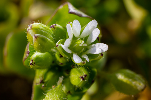 In the spring, Stellaria media grows in the wild. A herbaceous plant that often grows in gardens as a weed. Small white flowers on fleshy green stems.