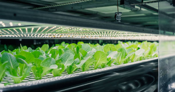 istock Spinach Mass Production in a Controlled Environment at a Modern Vertical Farm. Automated Facility with Air Temperature, Light, Water, Humidity Levels Regulated for Optimal Growth 2007454341