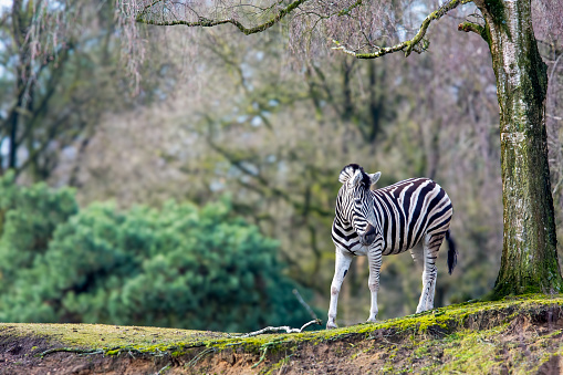 A scenic view of a zebra standing on hill next to tree trunk