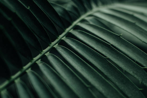 istock Palm leaves background, green tropical natural exotic plant 2007456436