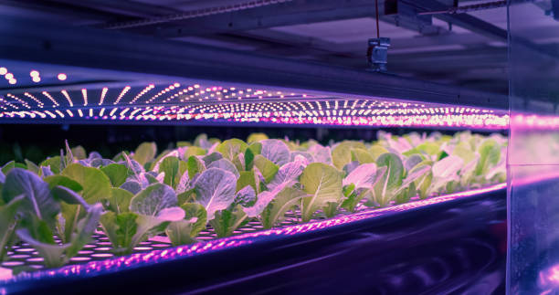 istock Vertical Farming Rack with Green Spinach Growing in a Hydroponics System. LED Lamps Producing Ultraviolet Artificial Sunlight. Modern Agriculture Technology with Efficient Use of Renewable Energy 2007458086