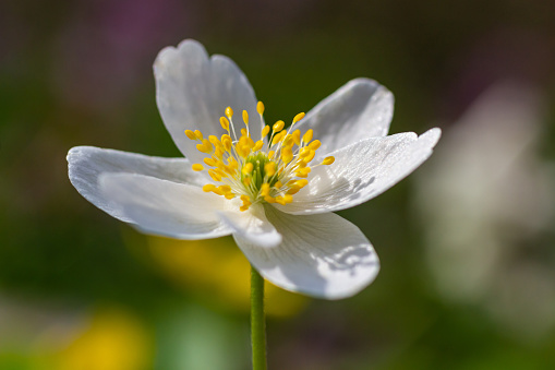 Anemone flower of various colors where the petals, stamens, pistils and pollen are well observed, close-up photo.