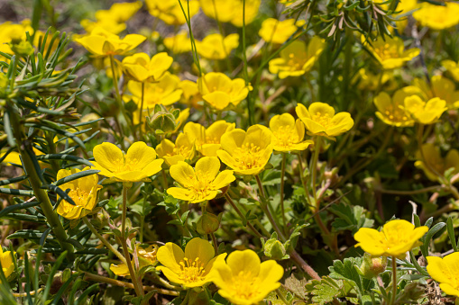 Potentilla neumanniana is a shrub with yellow flowers.