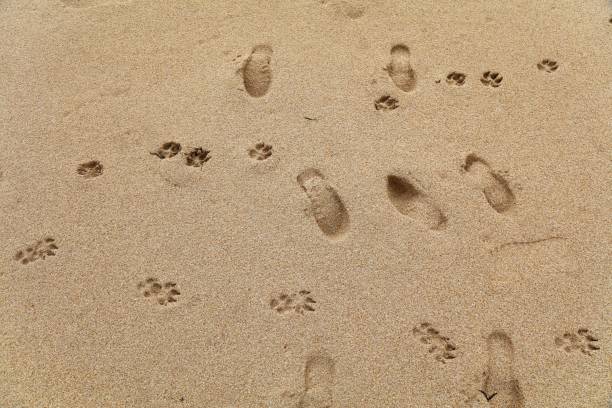 istock Dog prints on the beach sand 2007479707