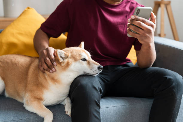 istock Man Relaxing with Shiba Inu on Sofa 2007488291