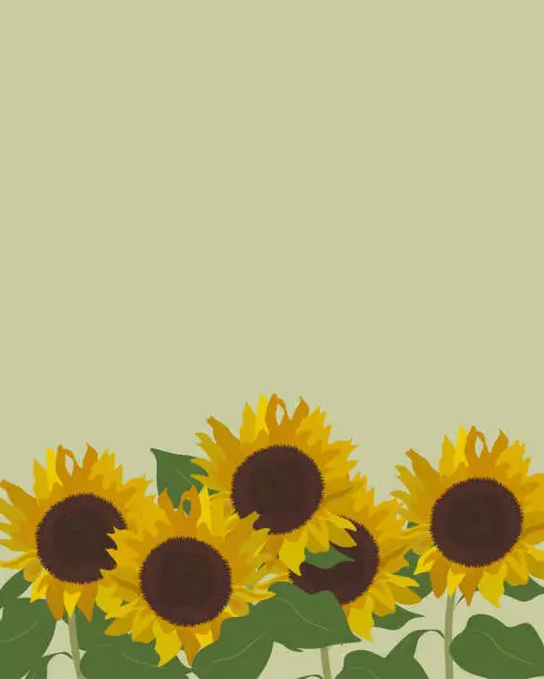 Vector illustration of Sunflowers background, banner, vertical poster, postcard, cover