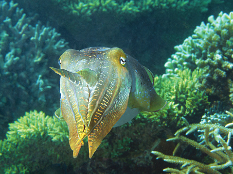 This cuttlefish (Coleoidea, Squid) is watching me closely, but shows no shyness and seems to be making contact with me. I took this underwater motif on my last dive in the house reef of Pulau Pef in Raja Ampat, West Papua, Indonesia.