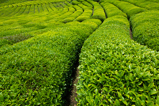 Tea gardens in Turkey
