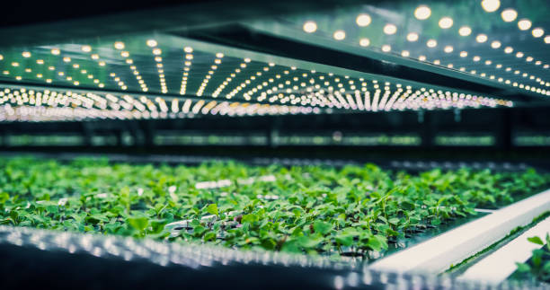 istock Growing Green Leaves in a Controlled Environment Agriculture at a Modern Vertical Farm. Automated Indoors Garden Facility with Hydroponics System. Company Cultivating Variety of Plants for Wholesale 2007503840