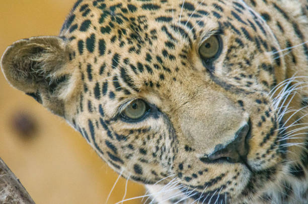 Amur leopard head detail. Blurred background.