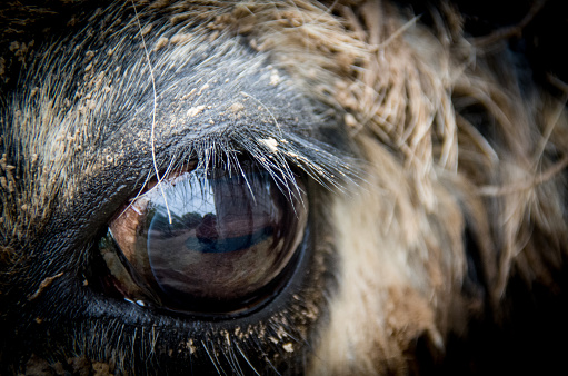 Close-up animal eye with selective focus