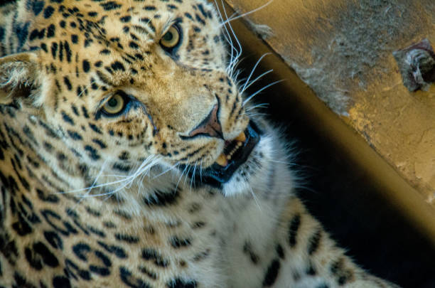 salvador, bahia, brazil - august 8, 2024: An ocelot is seen at a wildlife treatment center in the city of Salvador.