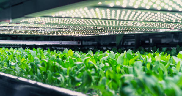 istock Vertical Farming Concept. Rack with Vertically Stacked Layers of Green Crops Growing in a Hydroponics System. Modern Agriculture Technology with Sustainable and Efficient Use of Green Energy 2007508569