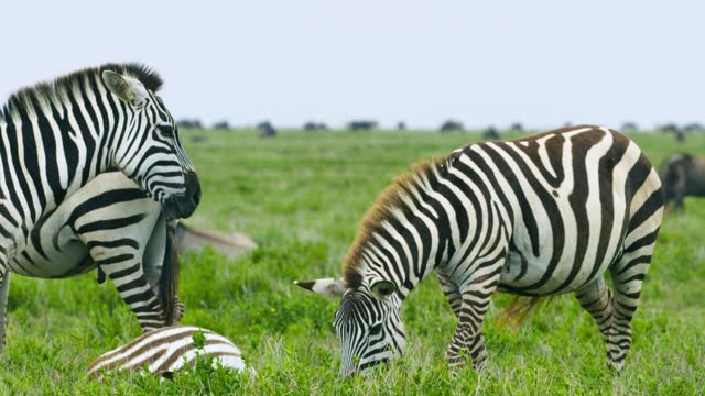 A small herd of Zebra animals in the Serengeti area in Tanzania.