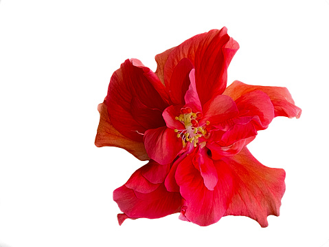 Close-up of a red hibiscus,  flower in full bloom with a  white background