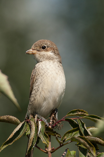 Red-backed shrike Portrait, great approximation